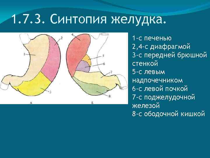 1. 7. 3. Синтопия желудка. 1 -с печенью 2, 4 -с диафрагмой 3 -с