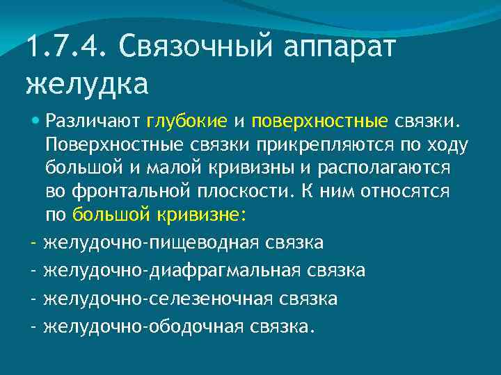 1. 7. 4. Связочный аппарат желудка Различают глубокие и поверхностные связки. Поверхностные связки прикрепляются