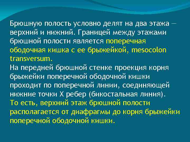 Брюшную полость условно делят на два этажа — верхний и нижний. Границей между этажами