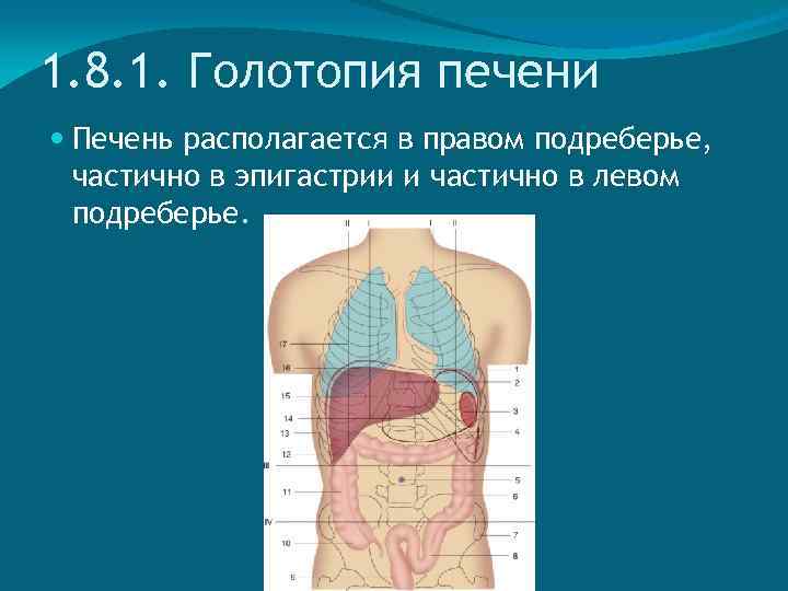 1. 8. 1. Голотопия печени Печень располагается в правом подреберье, частично в эпигастрии и