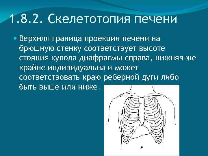 1. 8. 2. Скелетотопия печени Верхняя граница проекции печени на брюшную стенку соответствует высоте