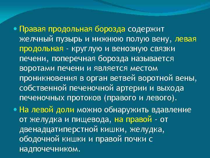  Правая продольная борозда содержит желчный пузырь и нижнюю полую вену, левая продольная -