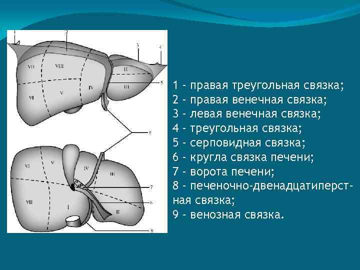 1 - правая треугольная связка; 2 - правая венечная связка; 3 - левая венечная