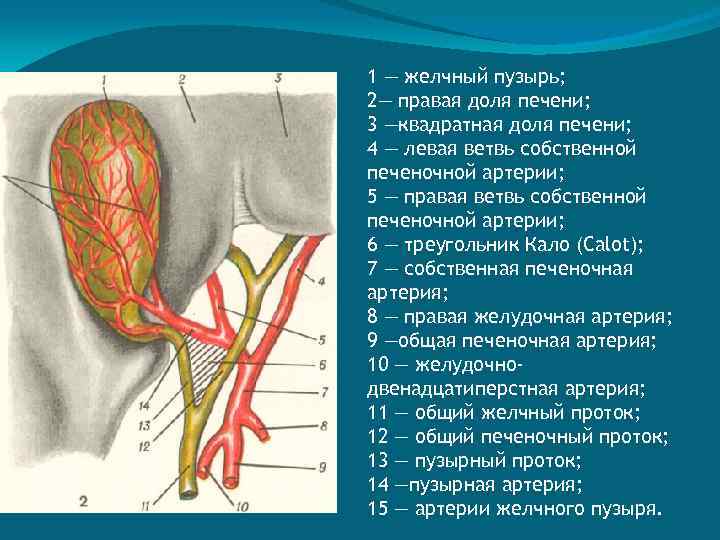 1 — желчный пузырь; 2— правая доля печени; 3 —квадратная доля печени; 4 —