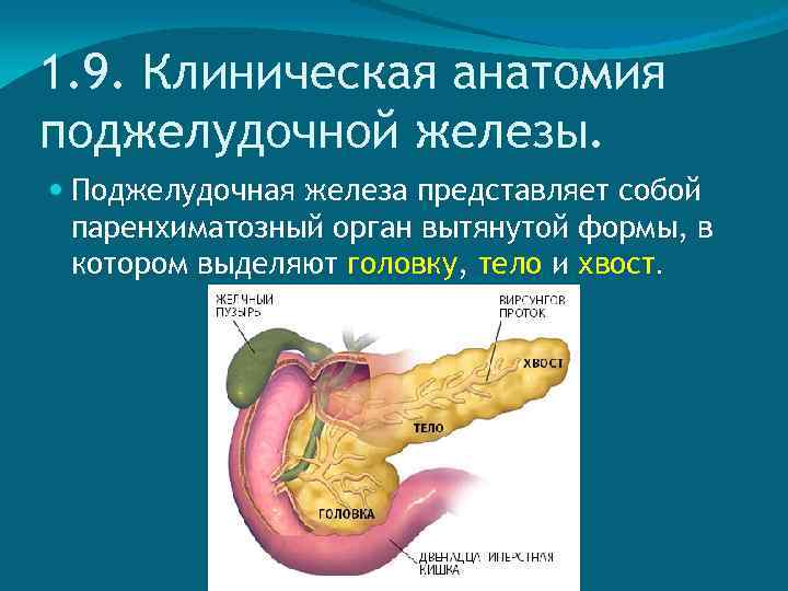 1. 9. Клиническая анатомия поджелудочной железы. Поджелудочная железа представляет собой паренхиматозный орган вытянутой формы,