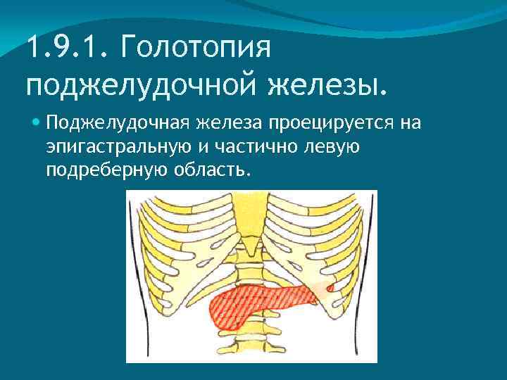 1. 9. 1. Голотопия поджелудочной железы. Поджелудочная железа проецируется на эпигастральную и частично левую