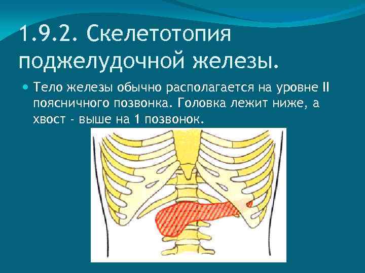 1. 9. 2. Скелетотопия поджелудочной железы. Тело железы обычно располагается на уровне II поясничного