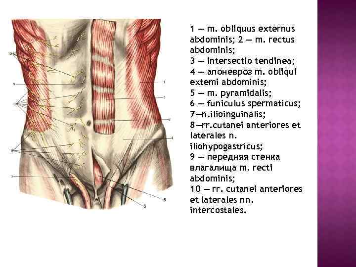 1 — m. obliquus externus abdominis; 2 — m. rectus abdominis; 3 — intersectio