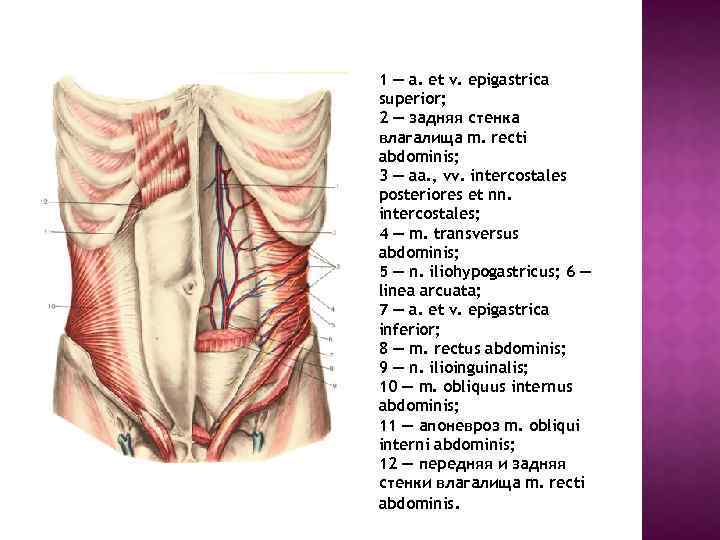 1 — a. et v. epigastrica superior; 2 — задняя стенка влагалища m. recti