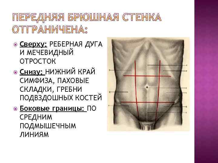 Сверху: РЕБЕРНАЯ ДУГА И МЕЧЕВИДНЫЙ ОТРОСТОК Снизу: НИЖНИЙ КРАЙ СИМФИЗА, ПАХОВЫЕ СКЛАДКИ, ГРЕБНИ ПОДВЗДОШНЫХ