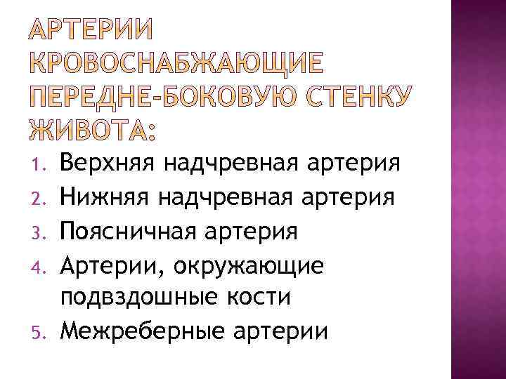 1. 2. 3. 4. 5. Верхняя надчревная артерия Нижняя надчревная артерия Поясничная артерия Артерии,