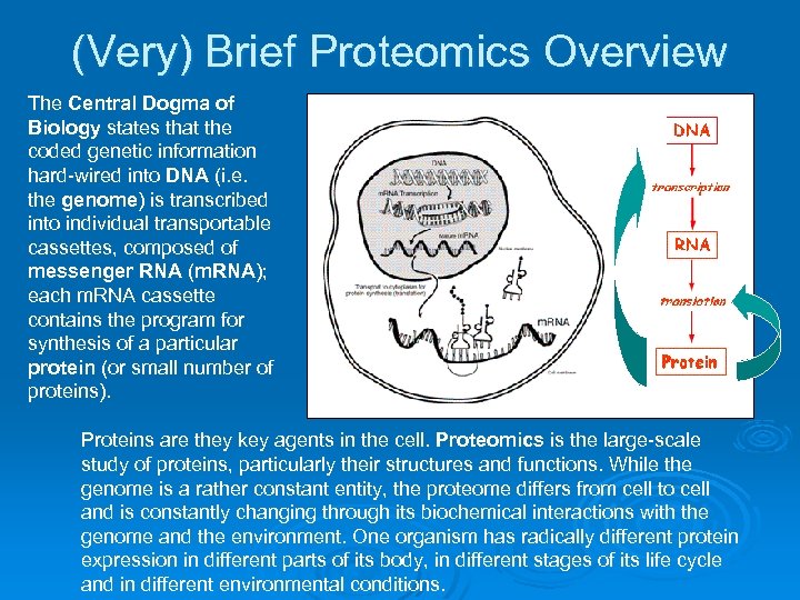 (Very) Brief Proteomics Overview The Central Dogma of Biology states that the coded genetic