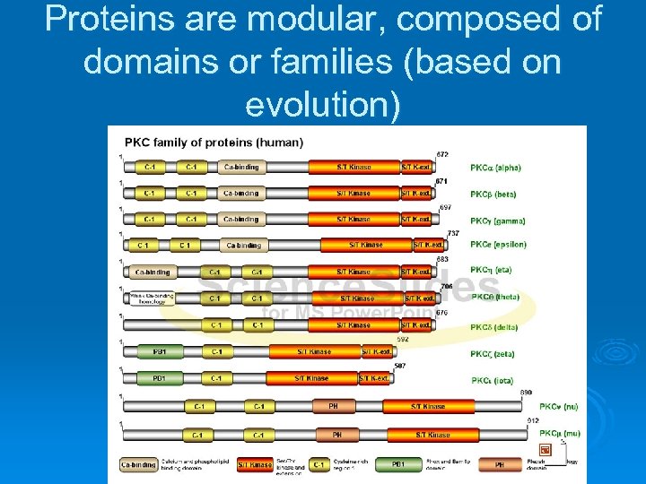 Proteins are modular, composed of domains or families (based on evolution) 