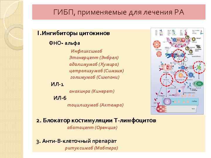 ГИБП, применяемые для лечения РА 1. Ингибиторы цитокинов ФНО- альфа Инфликсимаб Этанерцепт (Энбрел) адалимумаб