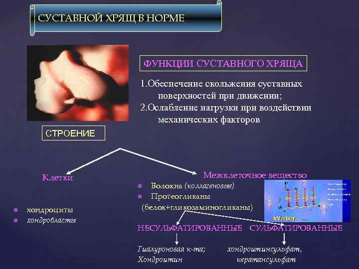 СУСТАВНОЙ ХРЯЩ В НОРМЕ ФУНКЦИИ СУСТАВНОГО ХРЯЩА 1. Обеспечение скольжения суставных поверхностей при движении;