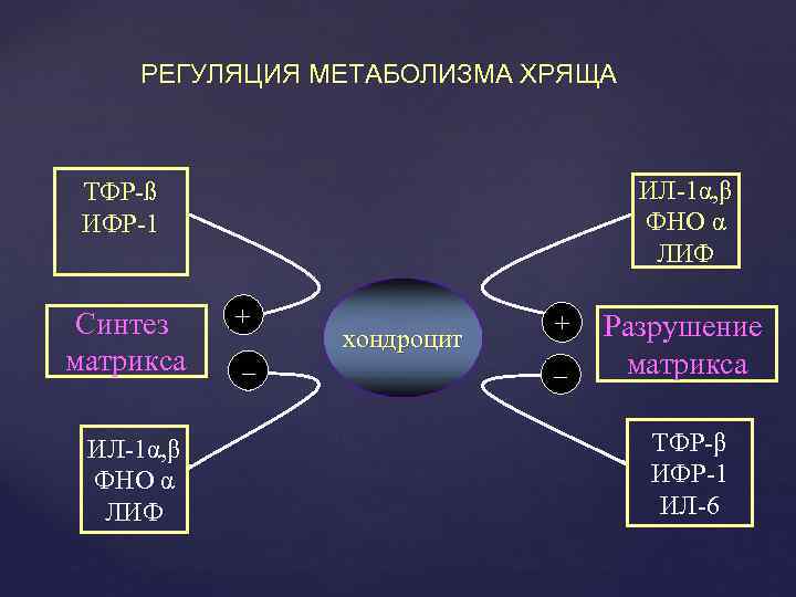 РЕГУЛЯЦИЯ МЕТАБОЛИЗМА ХРЯЩА ИЛ-1α, β ФНО α ЛИФ ТФР-ß ИФР-1 Синтез матрикса ИЛ-1α, β