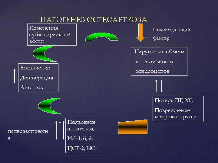 ПАТОГЕНЕЗ ОСТЕОАРТРОЗА Изменения субхондральной кости Повреждающий фактор Нарушения обмена и активности Воспаление хондроцитов Дегенерация
