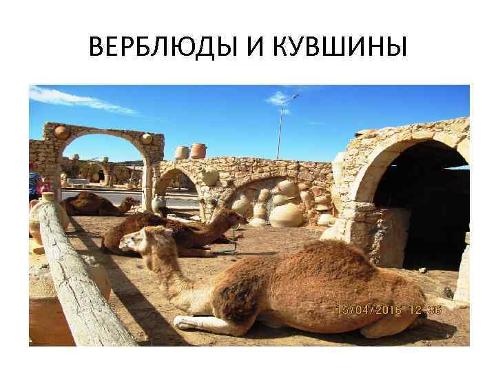 ВЕРБЛЮДЫ И КУВШИНЫ 