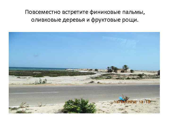 Повсеместно встретите финиковые пальмы, оливковые деревья и фруктовые рощи. 