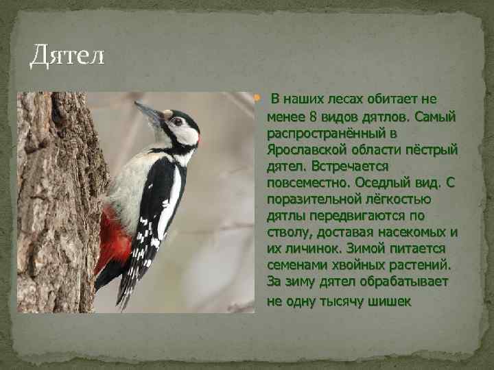 Дятлы Ярославской области. Сообщение о дятле. Дятел описание птицы.
