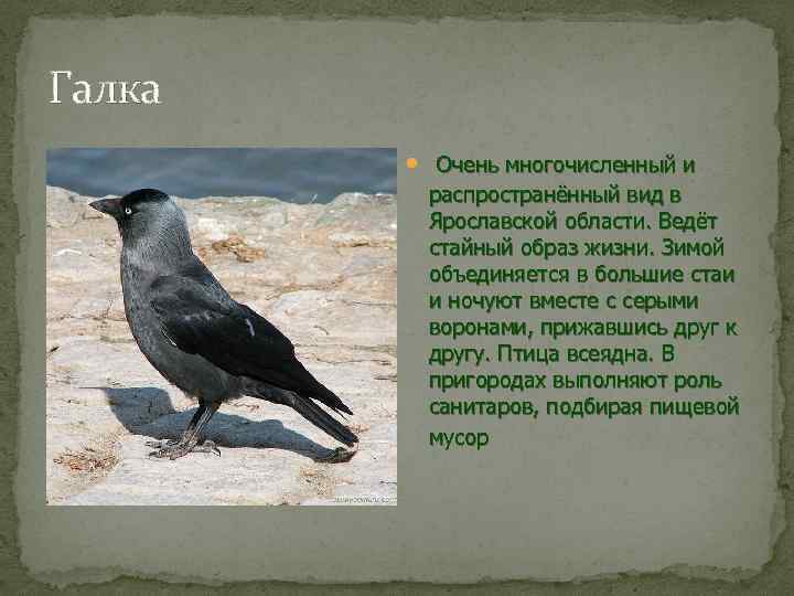 Галка и ворона текст