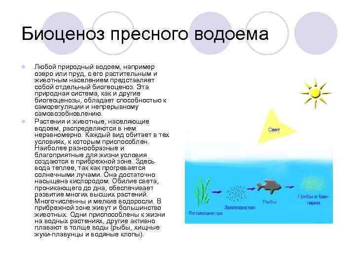 Сравнение аквариума с естественным водоемом
