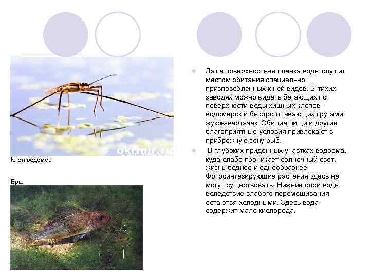l l Клоп-водомер Ерш Даже поверхностная пленка воды служит местом обитания специально приспособленных к