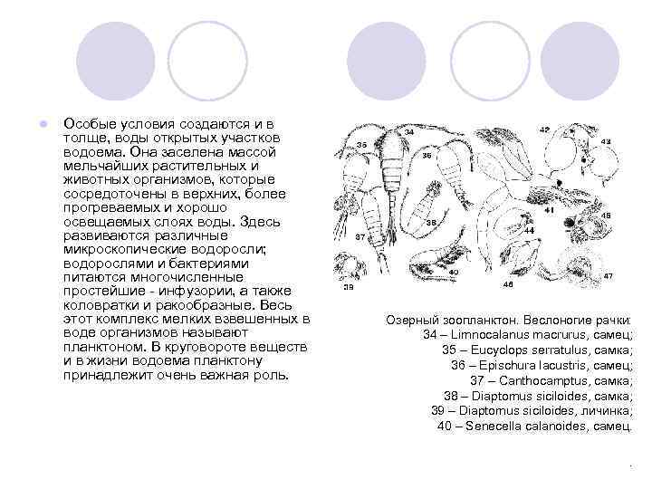 l Особые условия создаются и в толще, воды открытых участков водоема. Она заселена массой