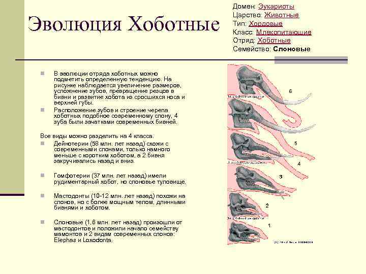 Объясните руководствуясь этой схемой формирование длинного хобота у предков современного слона