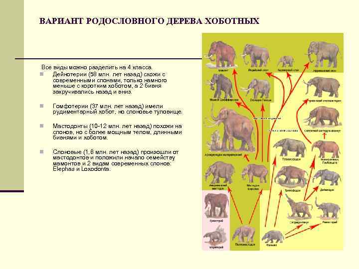 Определите какой эволюционный процесс изображен на схеме