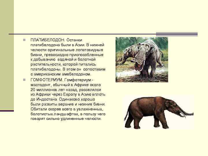 n n ПЛАТИБЕЛОДОН. Останки платибелодона были в Азии. В нижней челюсти оригинальные лопатовидные бивни,