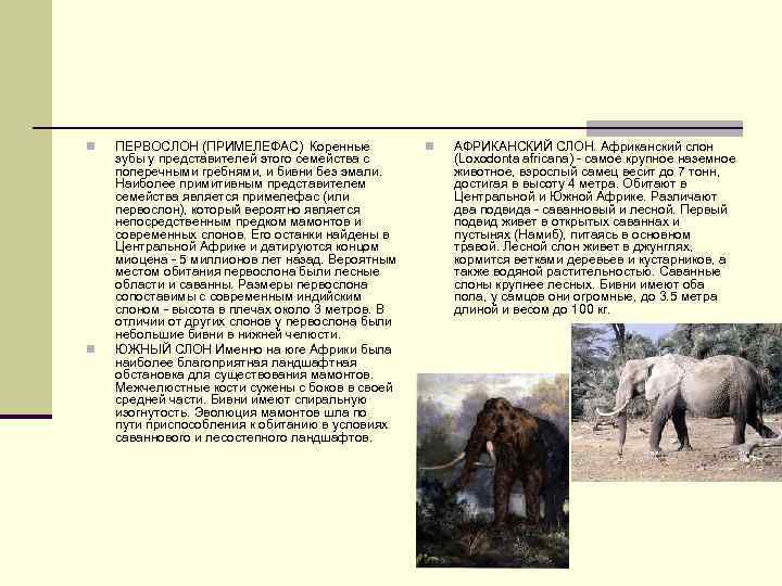 n n ПЕРВОСЛОН (ПРИМЕЛЕФАС) Коренные зубы у представителей этого семейства с поперечными гребнями, и