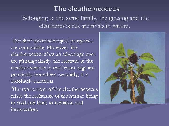 The eleutherococcus Belonging to the same family, the ginseng and the eleutherococcus are rivals