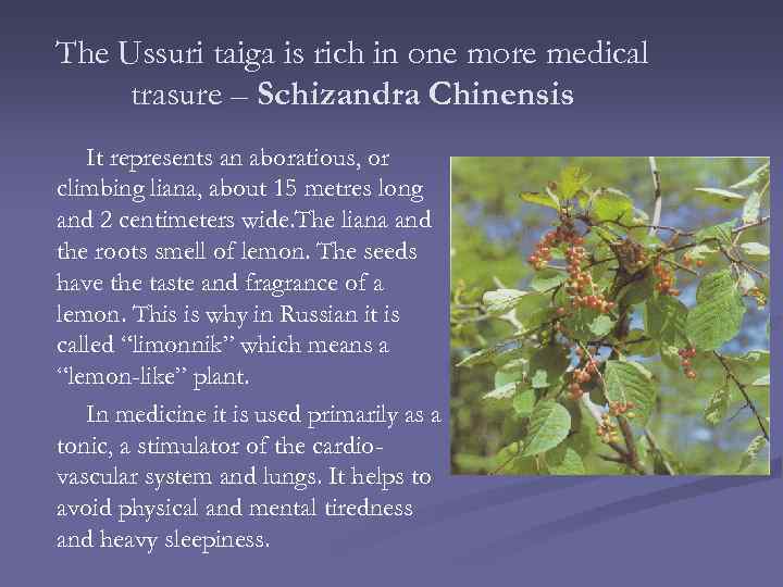 The Ussuri taiga is rich in one more medical trasure – Schizandra Chinensis It