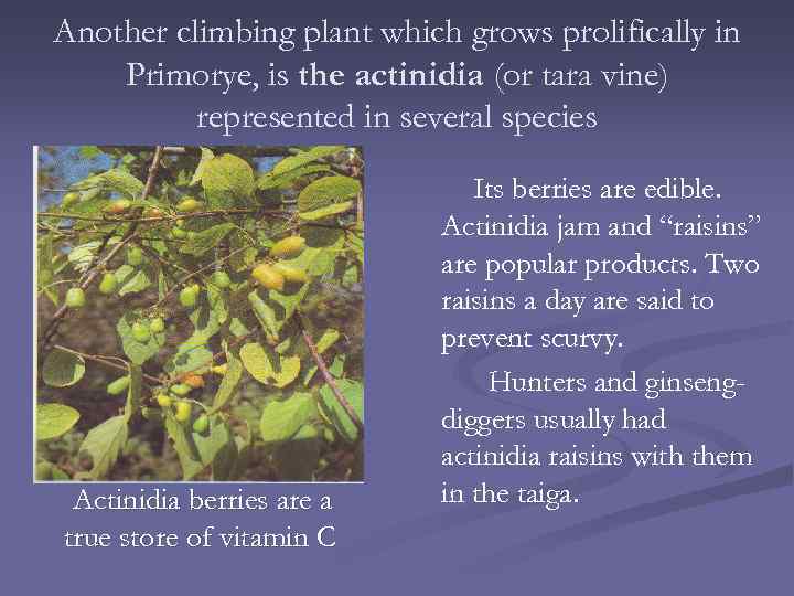 Another climbing plant which grows prolifically in Primorye, is the actinidia (or tara vine)