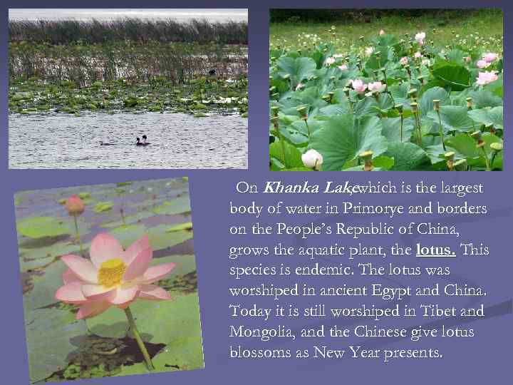 On Khanka Lakewhich is the largest , body of water in Primorye and borders