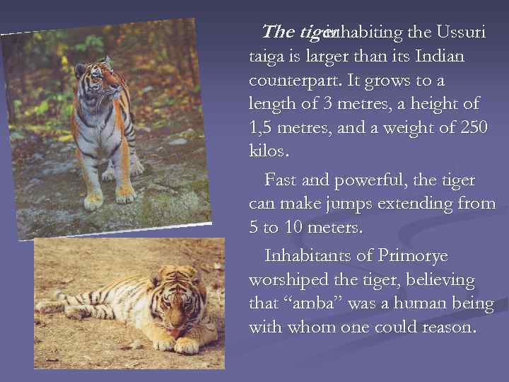 The tiger inhabiting the Ussuri taiga is larger than its Indian counterpart. It grows