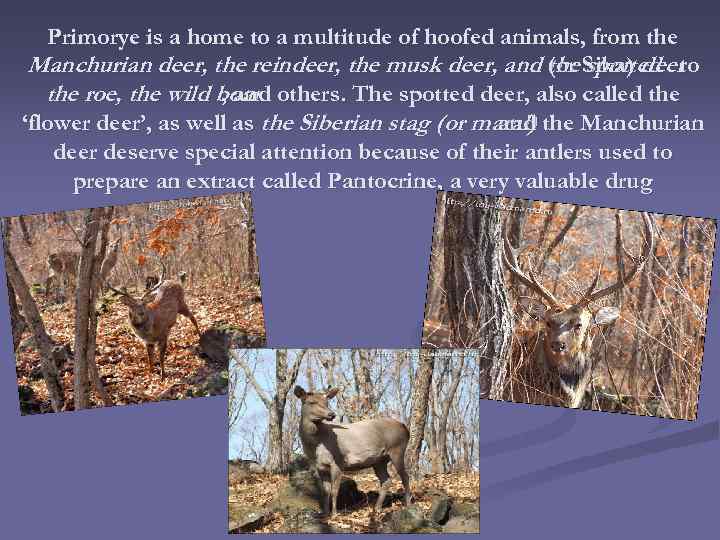 Primorye is a home to a multitude of hoofed animals, from the Manchurian deer,