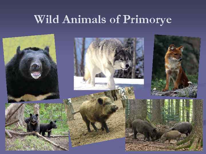 Wild Animals of Primorye 