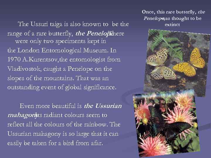 The Ussuri taiga is also known to be the range of a rare butterfly,