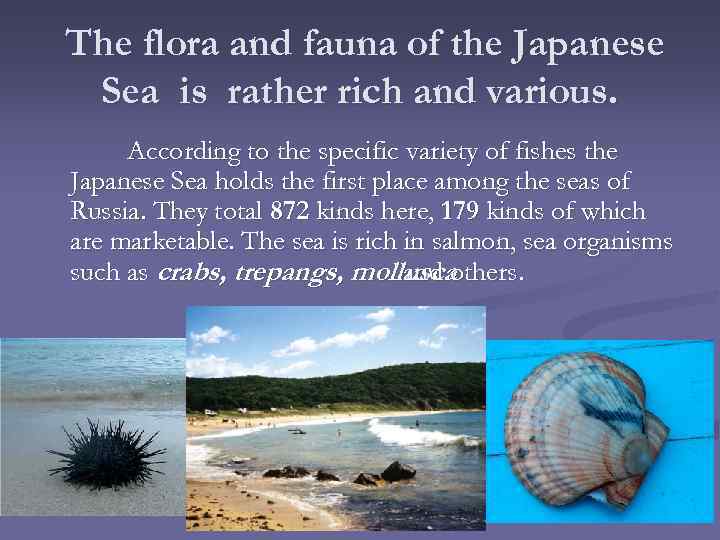 The flora and fauna of the Japanese Sea is rather rich and various. According