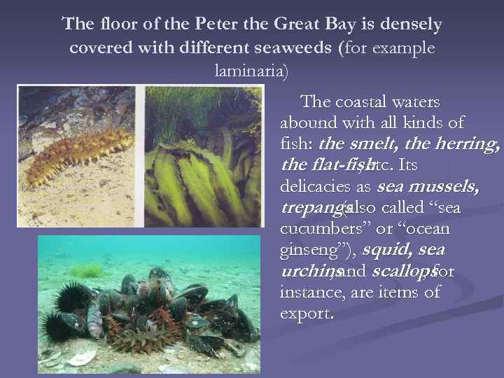 The floor of the Peter the Great Bay is densely covered with different seaweeds