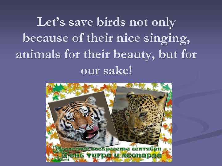 Let’s save birds not only because of their nice singing, animals for their beauty,