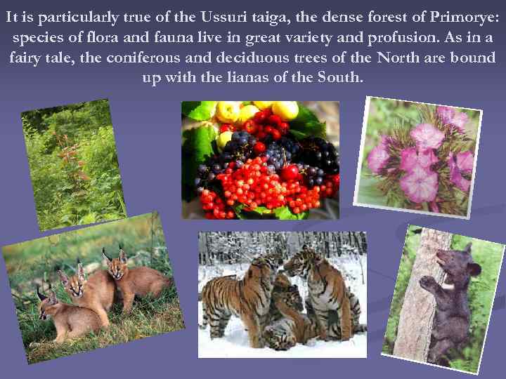 It is particularly true of the Ussuri taiga, the dense forest of Primorye: species