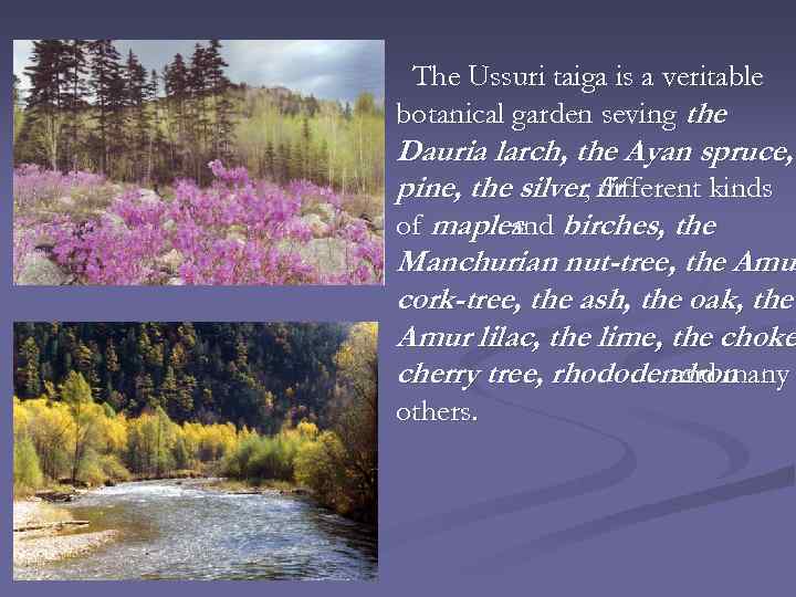 The Ussuri taiga is a veritable botanical garden seving the Dauria larch, the Ayan