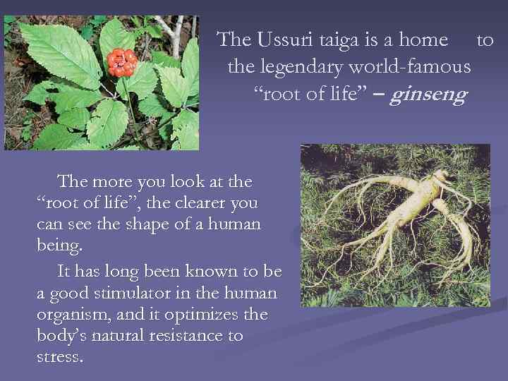 The Ussuri taiga is a home to the legendary world-famous “root of life” –