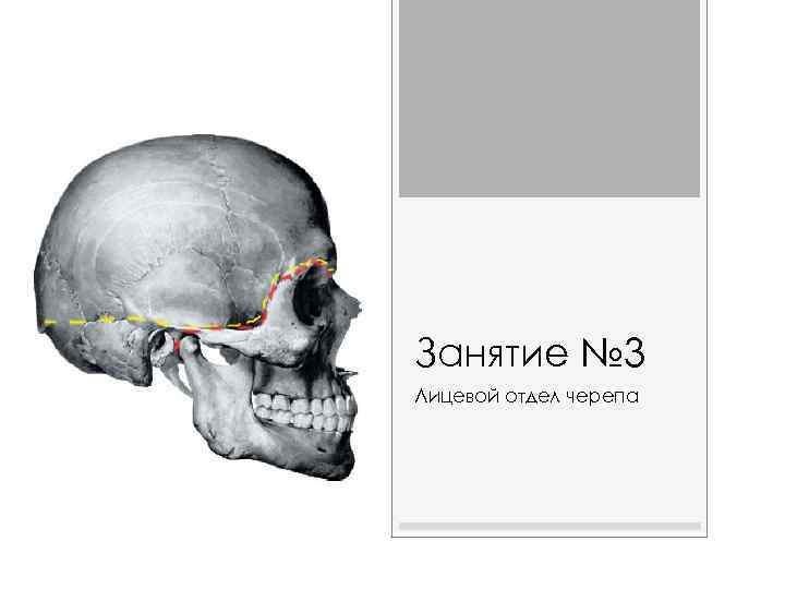 Занятие № 3 Лицевой отдел черепа 