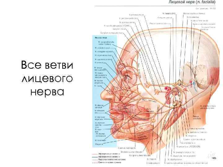 Все ветви лицевого нерва 