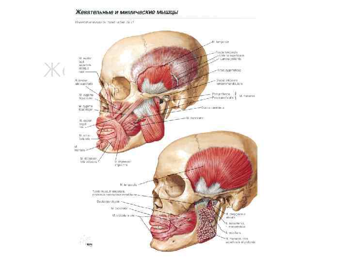 Жевательные мышцы 