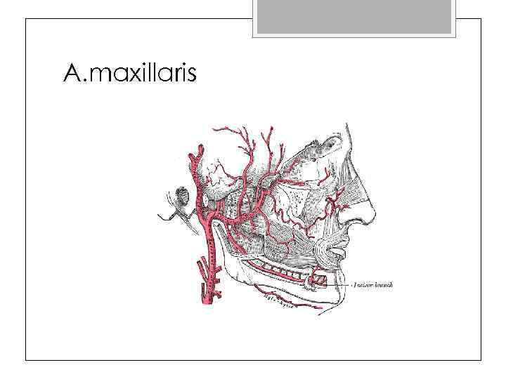 A maxillaris